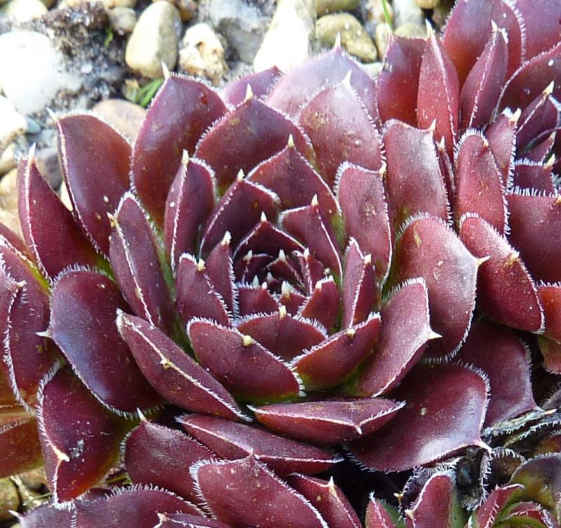 Advance / Jovi