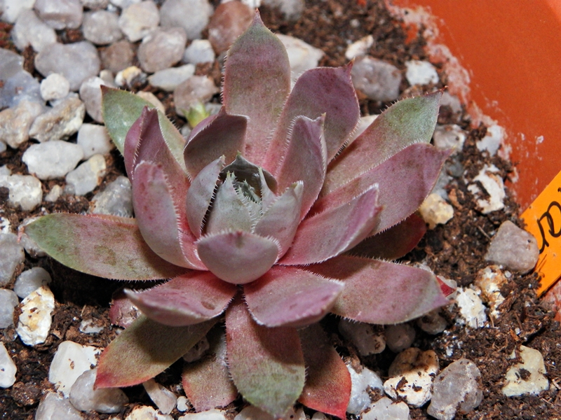 Aemilianus