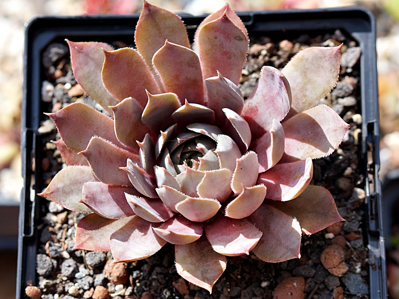 Aemilianus