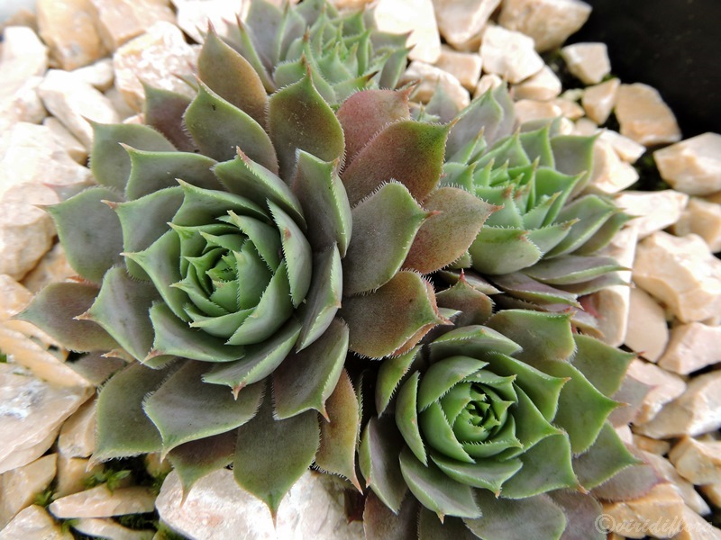 Aemilianus