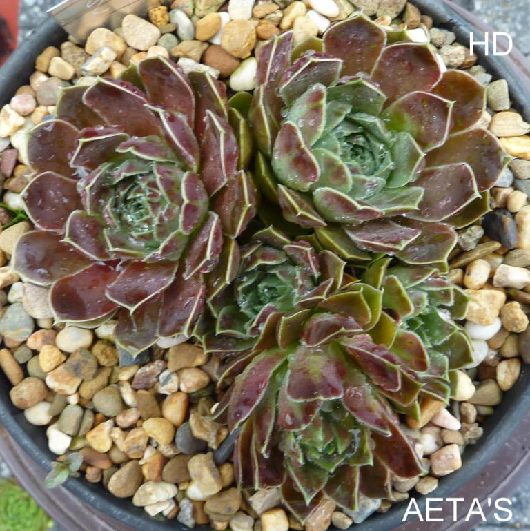 Aeta's / Jovi
