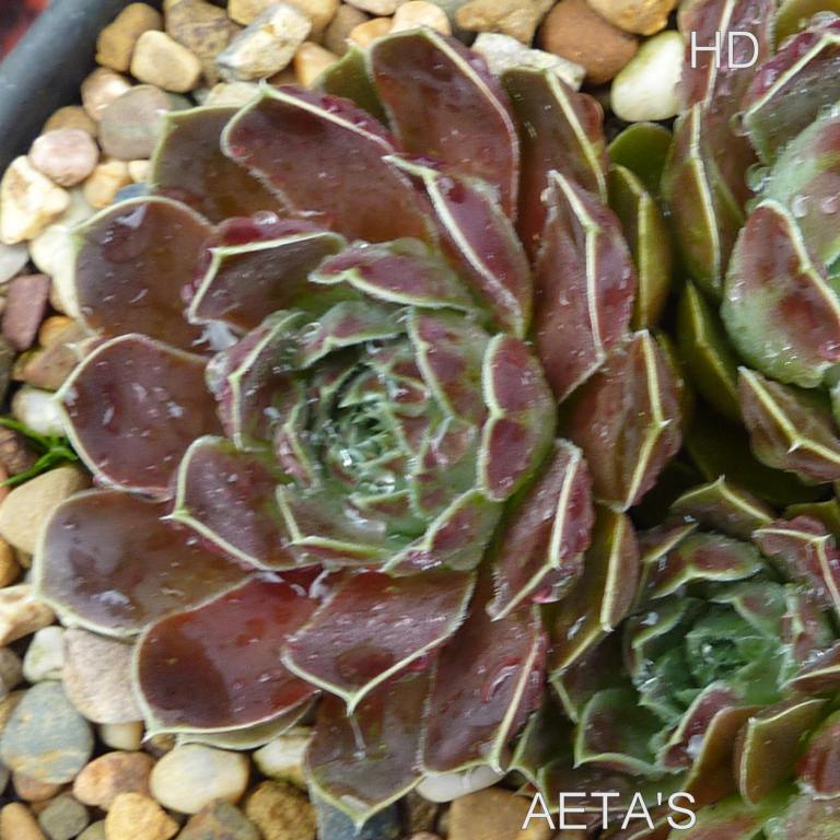 Aeta's / Jovi