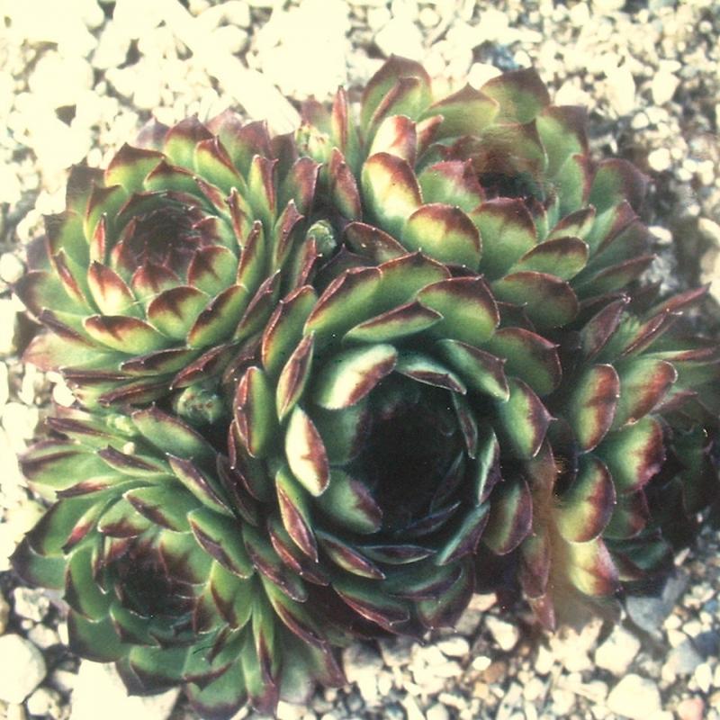 tectorum var. tectorum (affine)