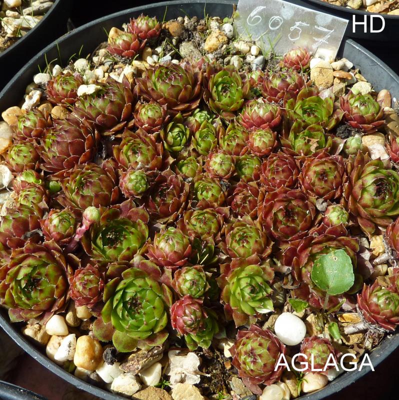 Aglaga