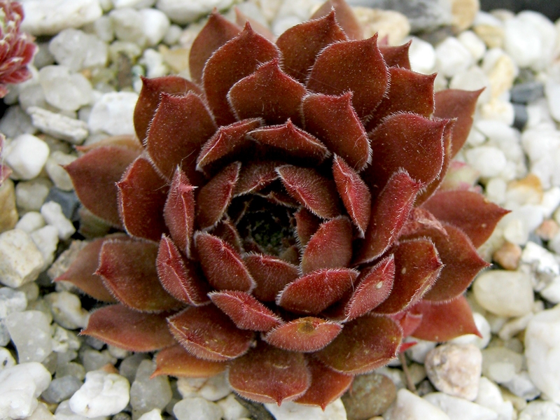 Aglow