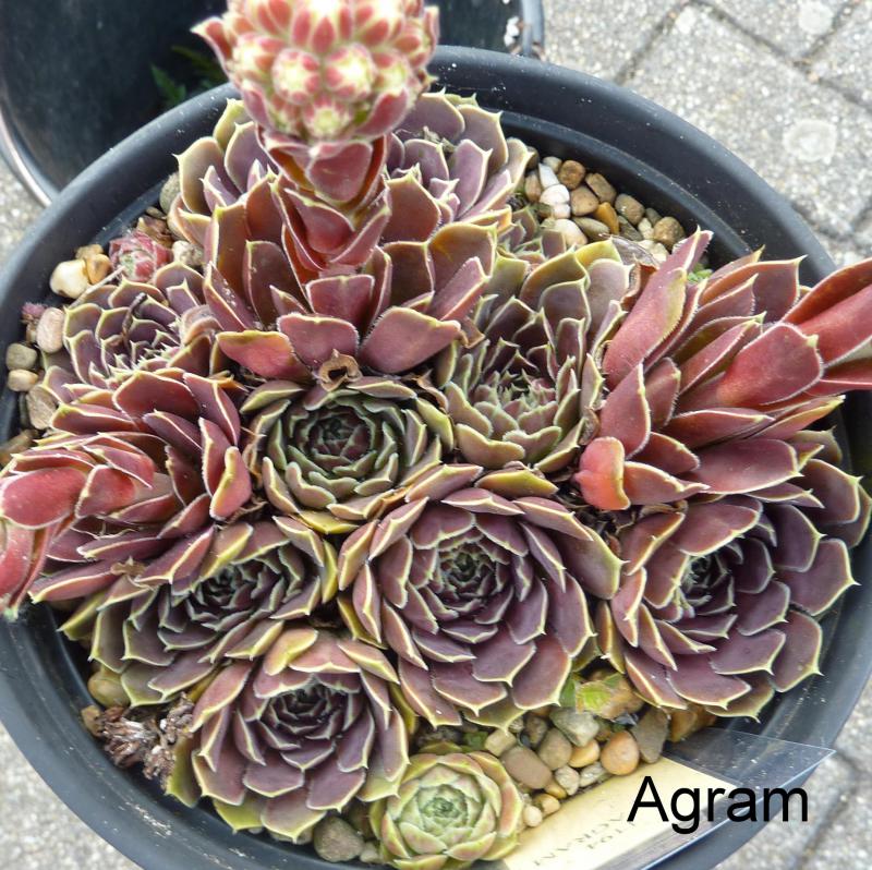 Agram / Jovi