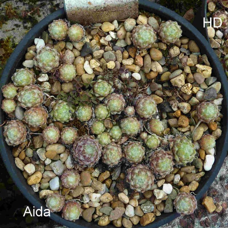 Aida