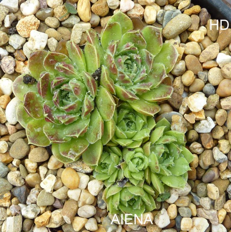 Aiena / Jovi