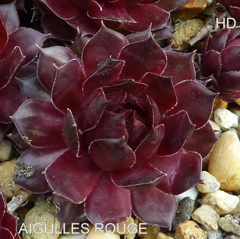 Aiguilles Rouge
