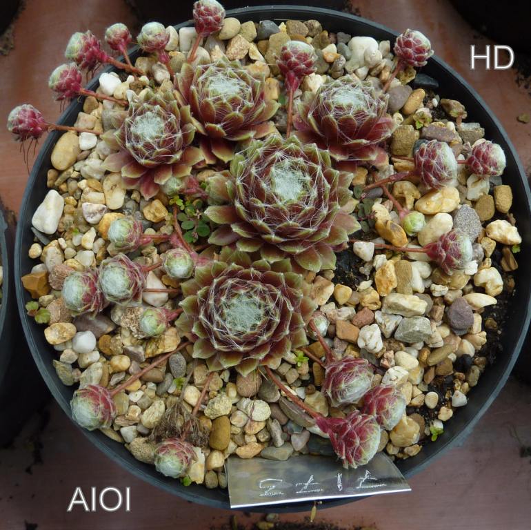 Aioi