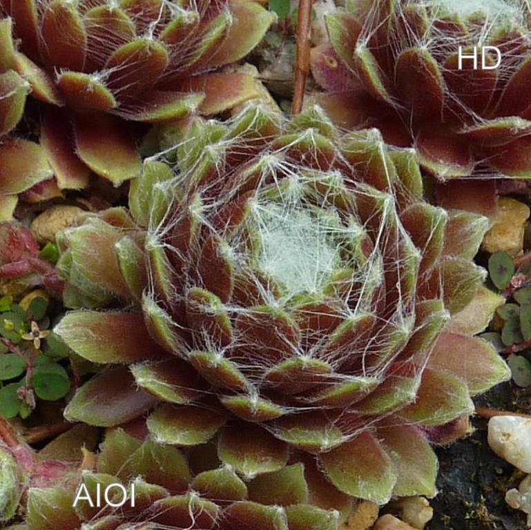Aioi