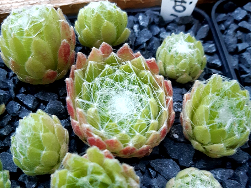 Aioi