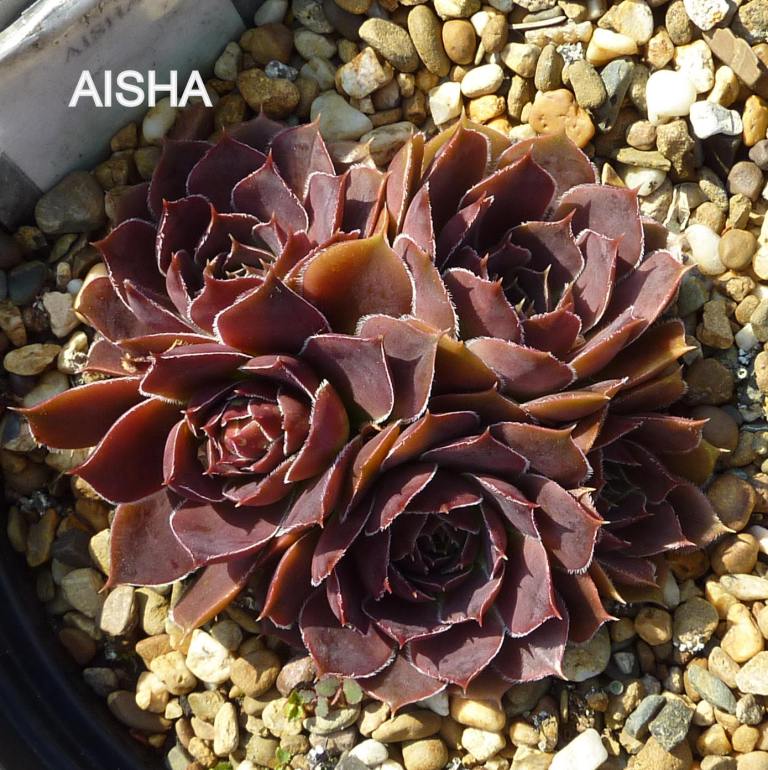 Aisha / Jovi