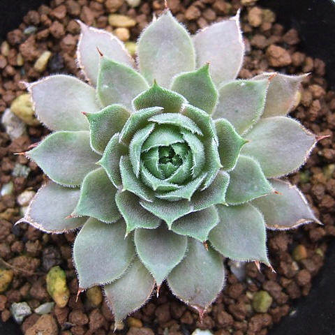 Aizengasa