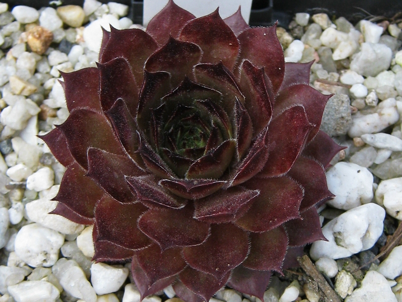 Ajax