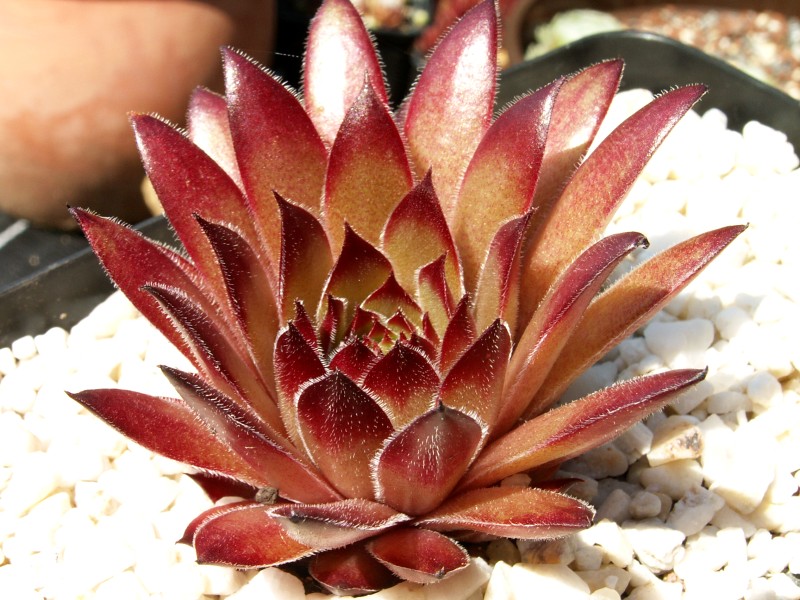 Ajax