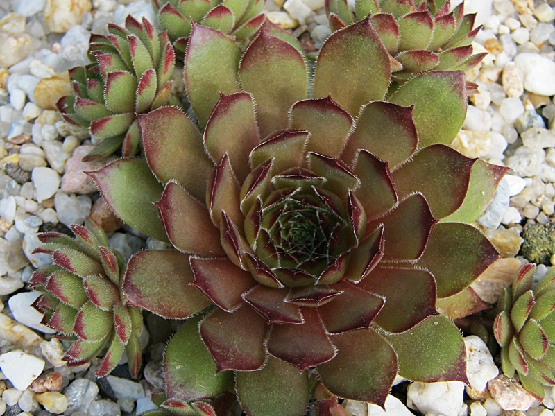 Ajax