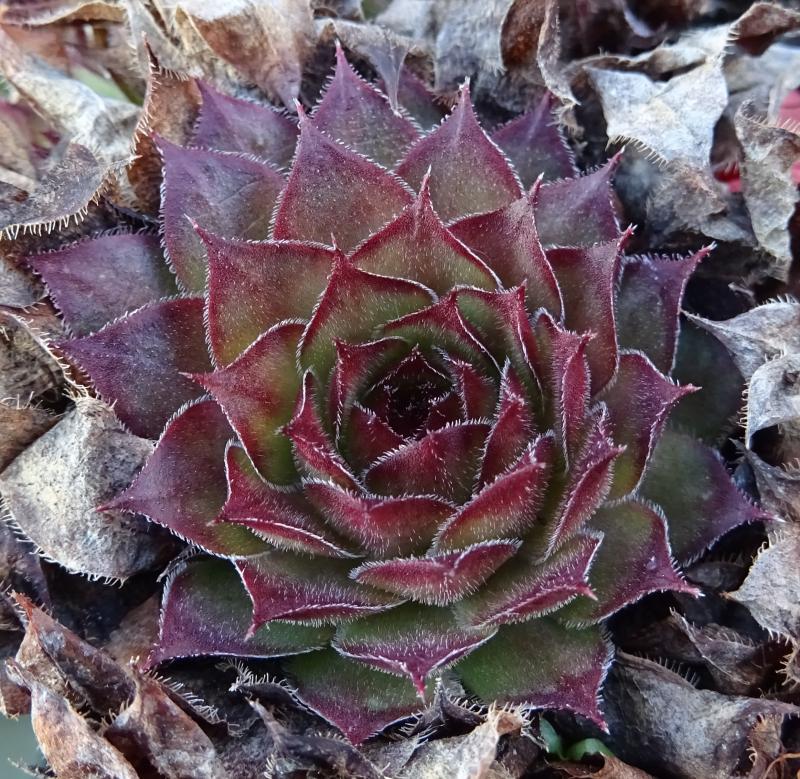 Ajax