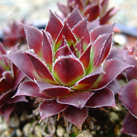 Akatumerenge