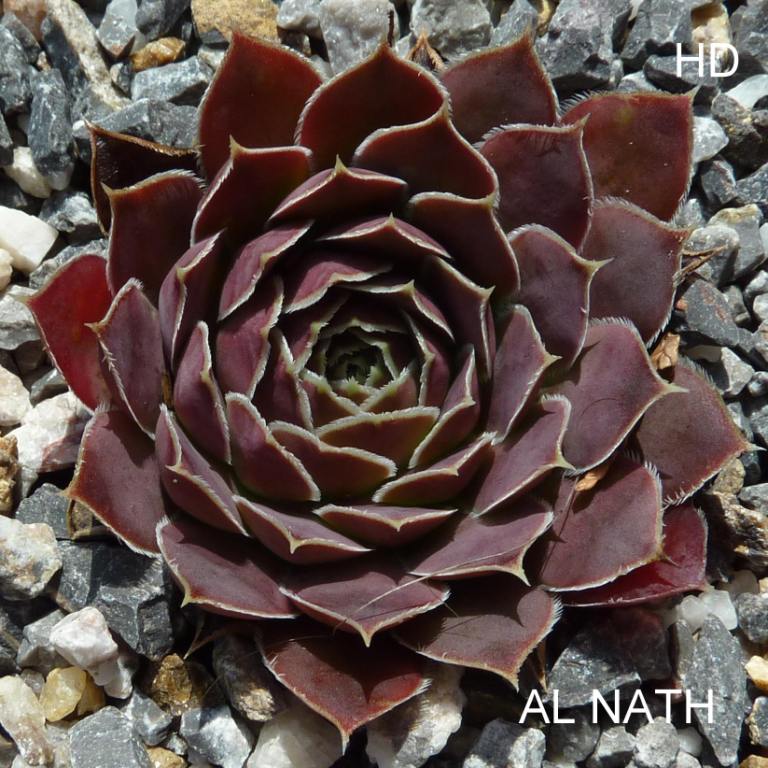 Al Nath / Jovi
