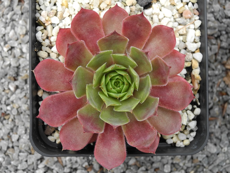 Al