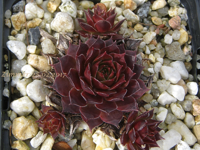 Al