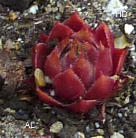 Al