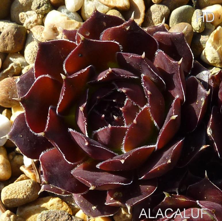 Alacaluf / Jovi