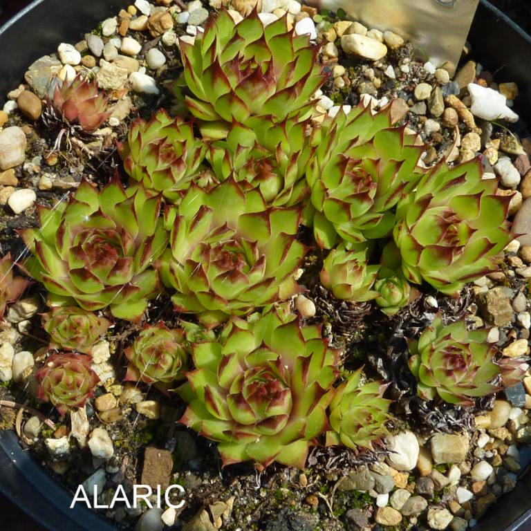 Alaric