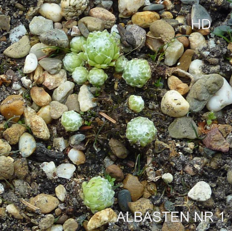 Albasten No. 1