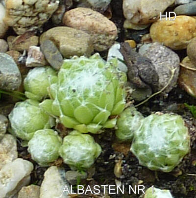 Albasten No. 1