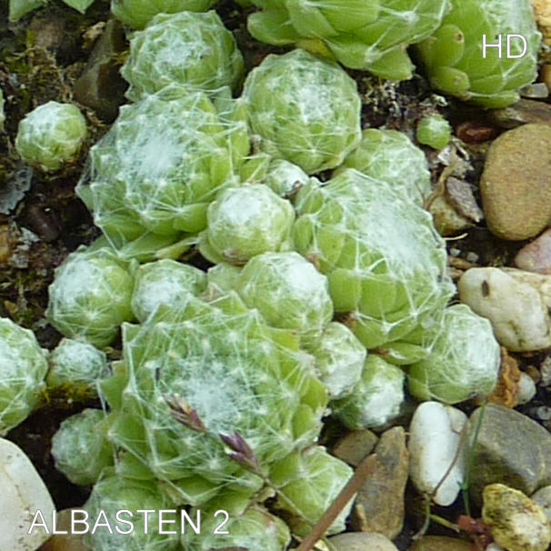 Albasten No. 2