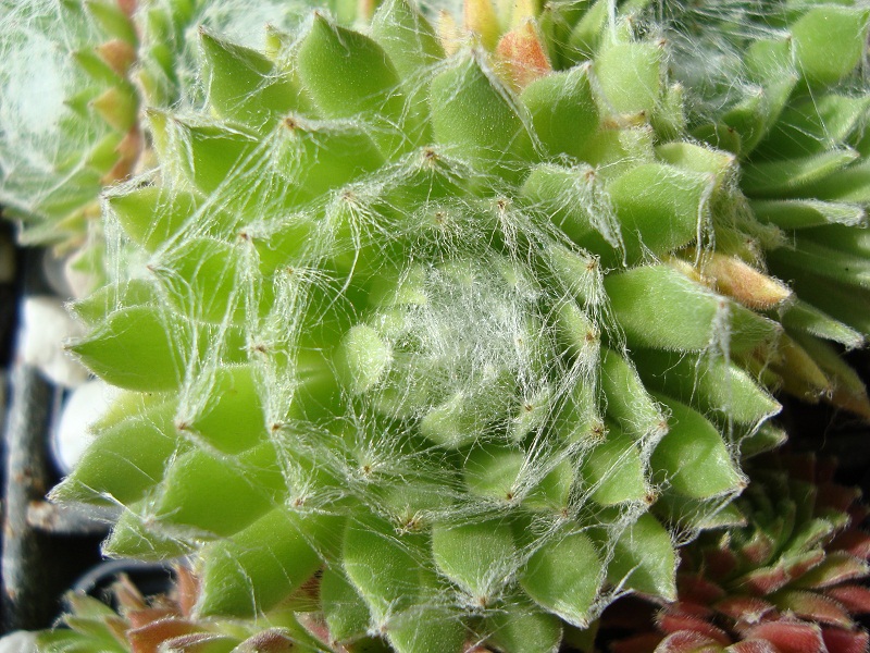Albasten