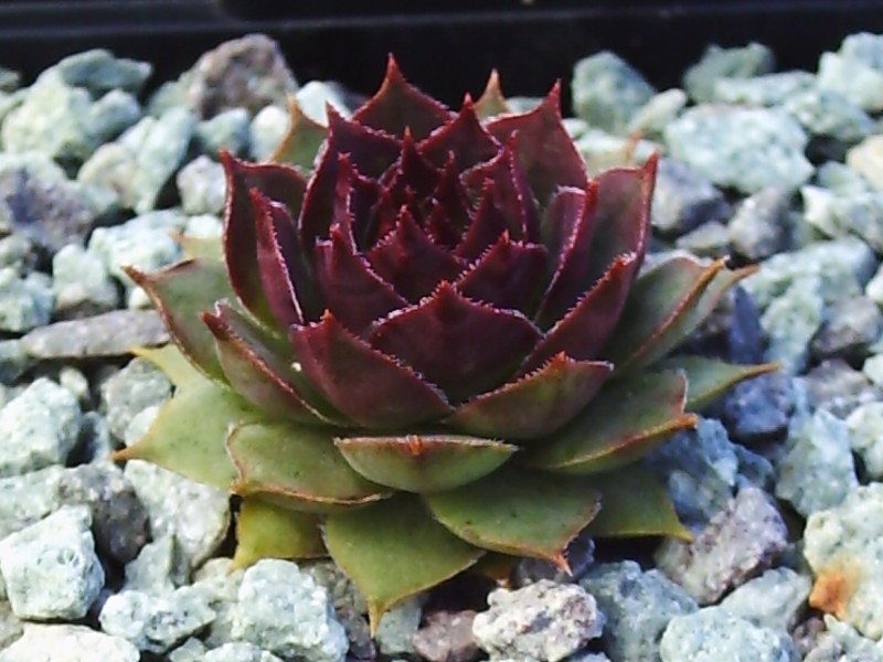 Albisoca