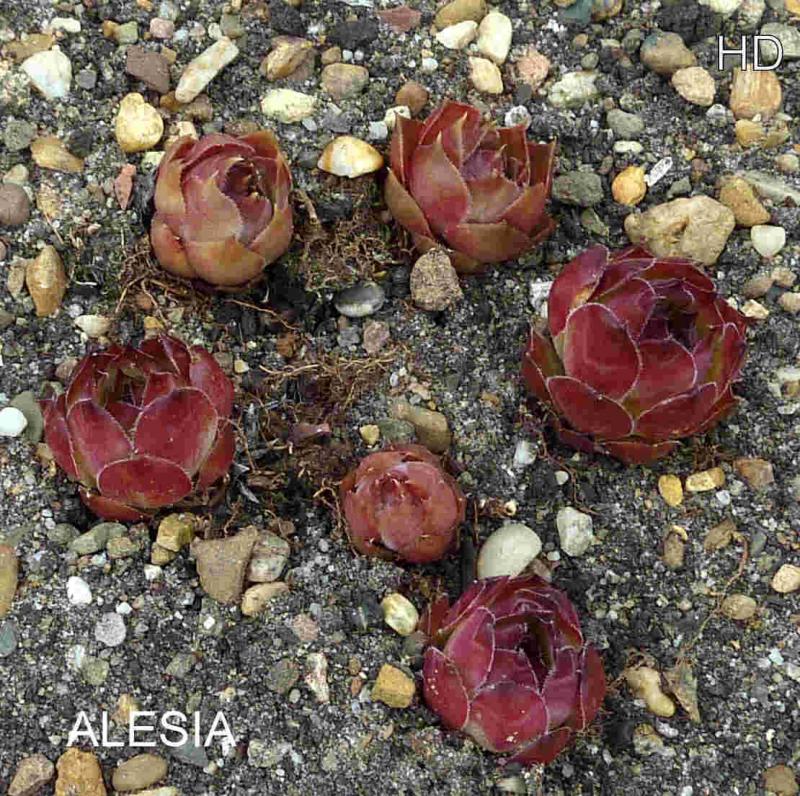 Alesia