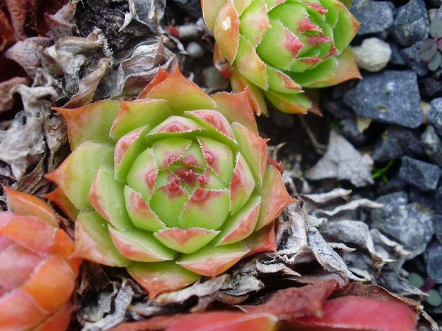 Allotria