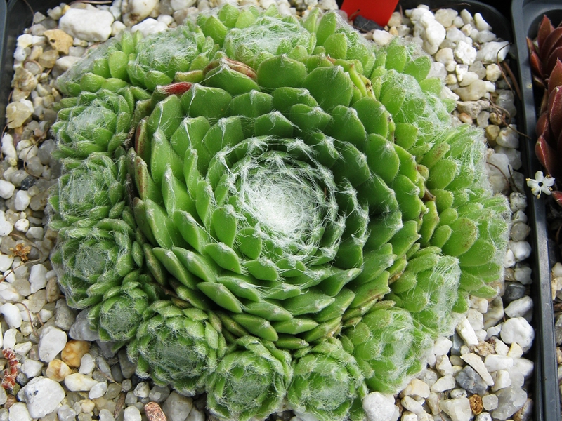 Almaros