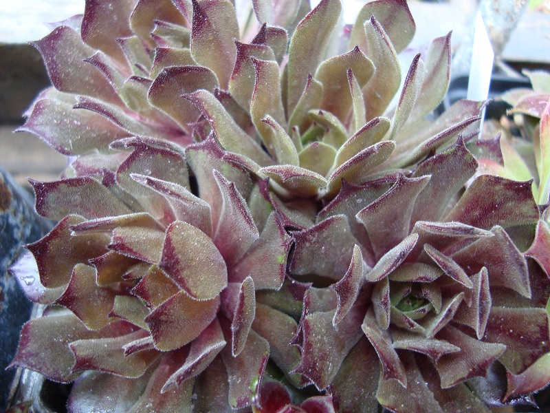 Alsterflecken