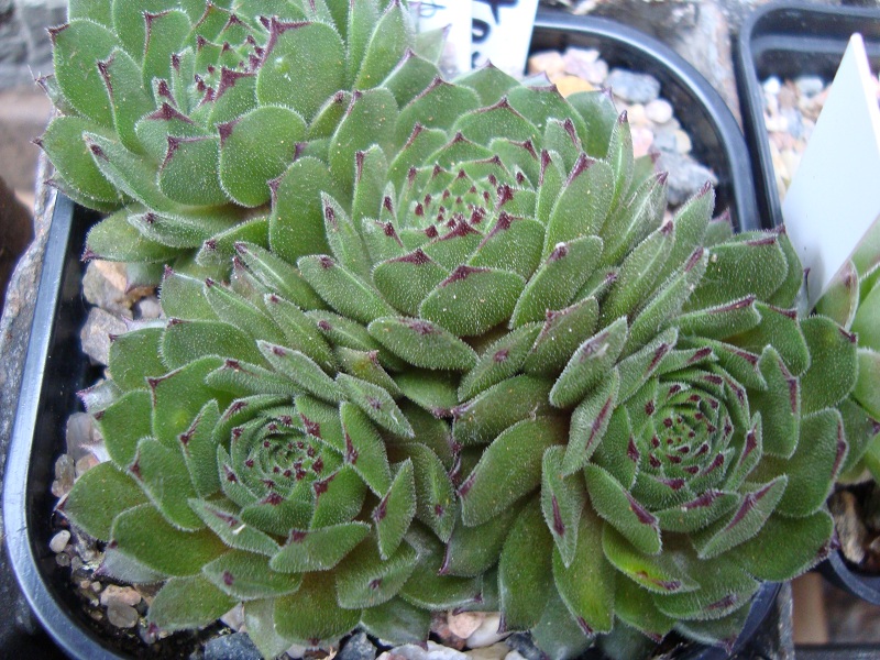 Alsterflecken