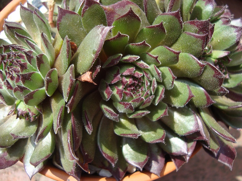 Alsterflecken