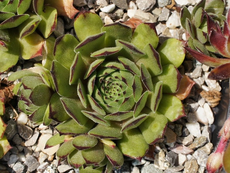 Alsterflecken
