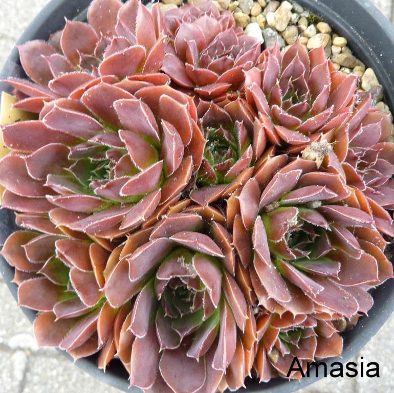 Amasia / Jovi