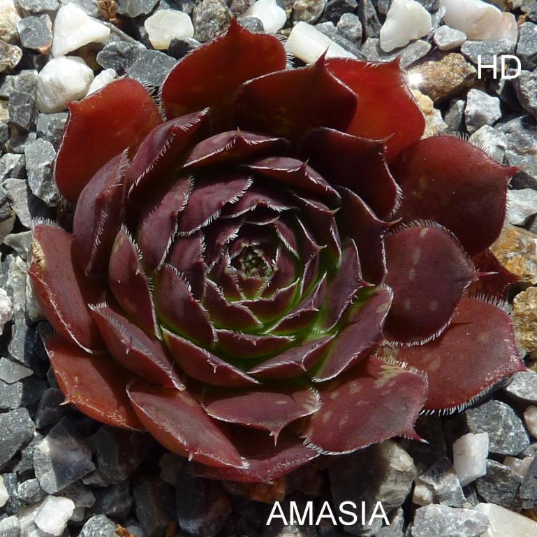 Amasia / Jovi