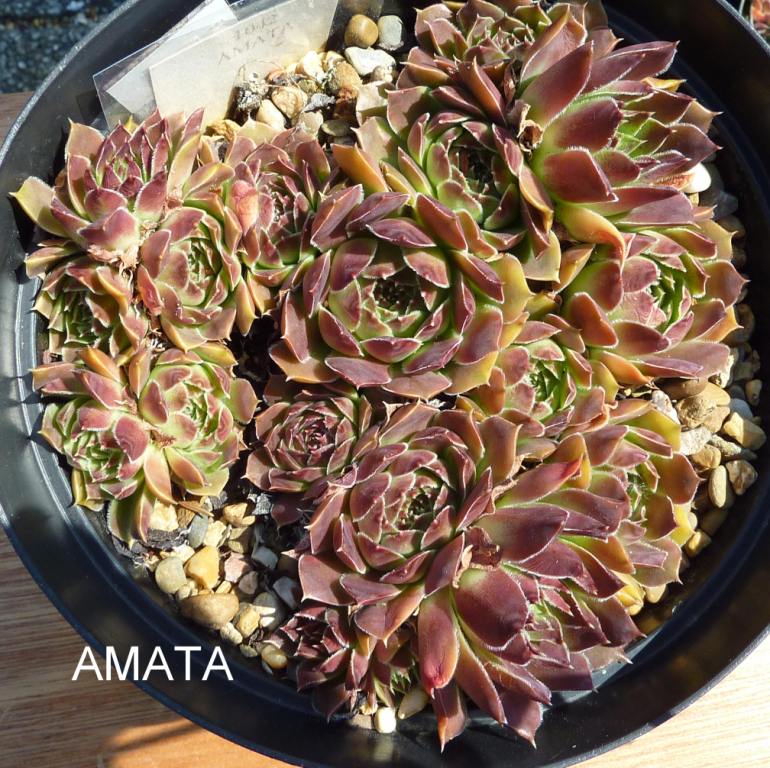 Amata / Jovi