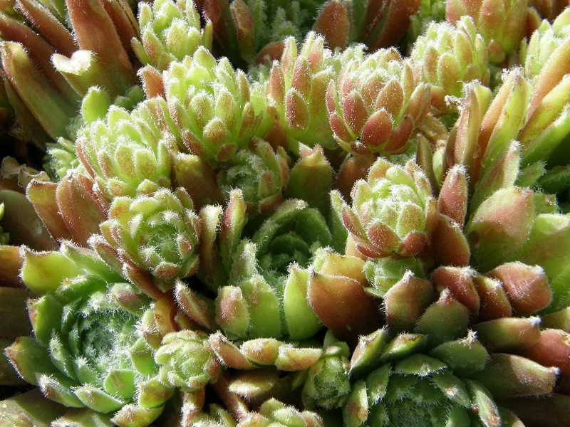 Ambergreen