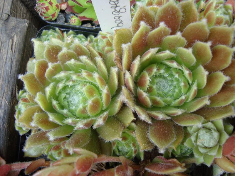 Ambergreen