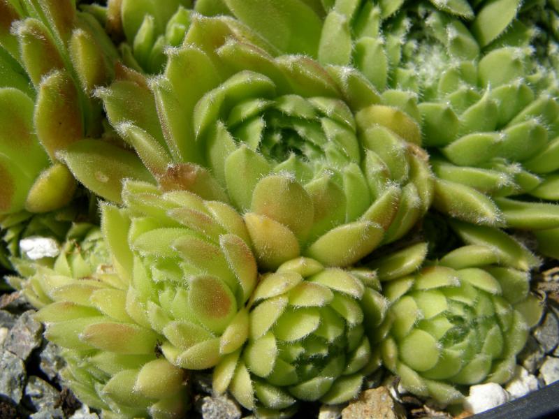 Ambergreen