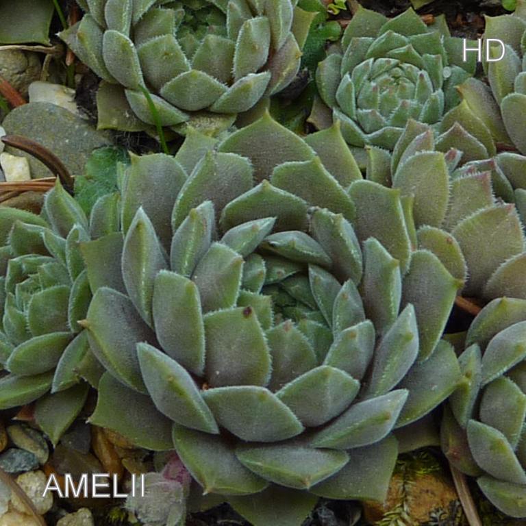 Amelii