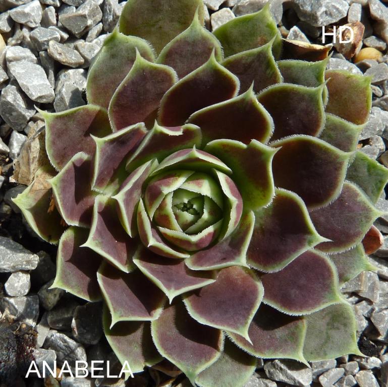 Anabela / Jovi