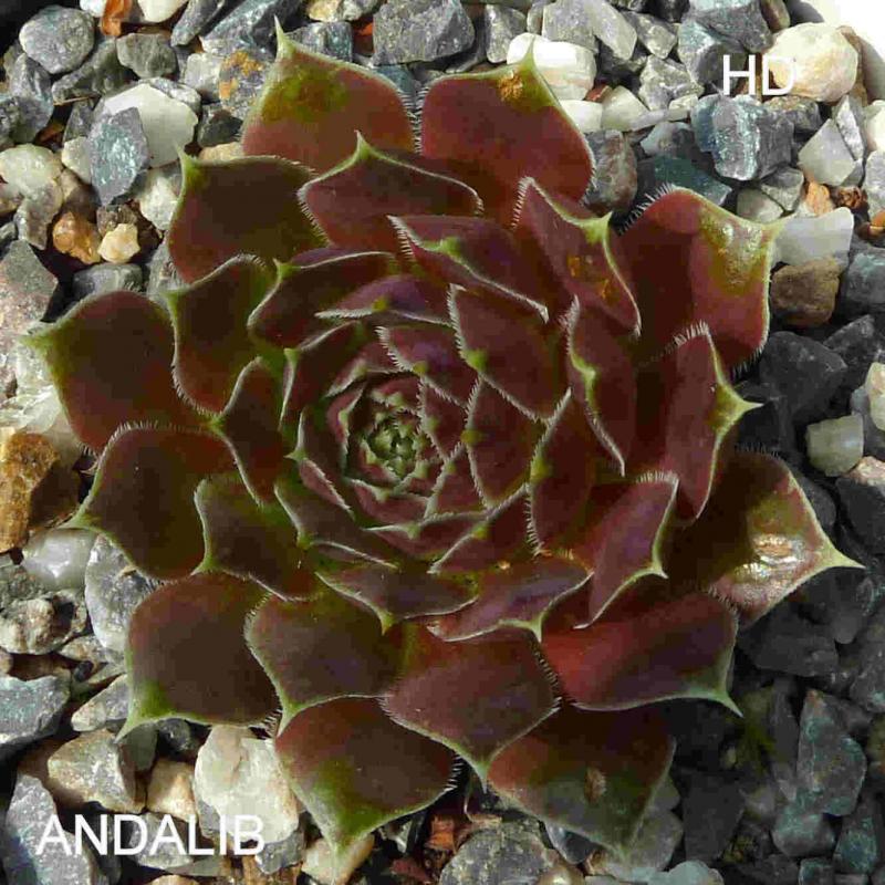 Andalib / Jovi
